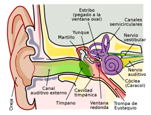 Trompa de Eustaquio Atlaxis centro de fisioterapia y osteopatia