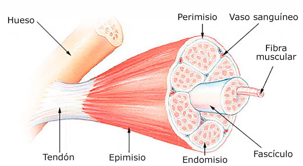 Atlaxis centro de fisioterapia y osteopatia