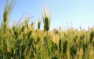 gluten y nutrición Atlaxis centro de fisioterapia y osteopatia