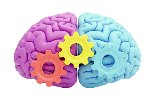 Neuroplasticidad y neurorehabilitación: cómo el cerebro se adapta Atlaxis centro de fisioterapia y osteopatia